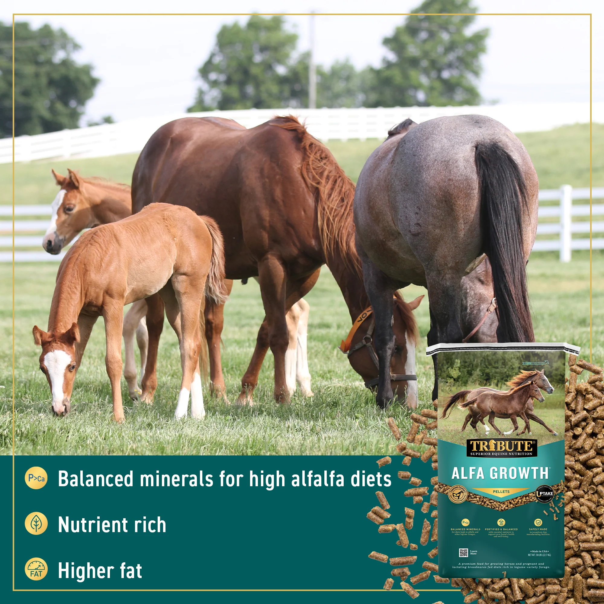 Alfa Growth®, Pelleted Feed for Mares & Foals on Alfalfa Diets - Image 4