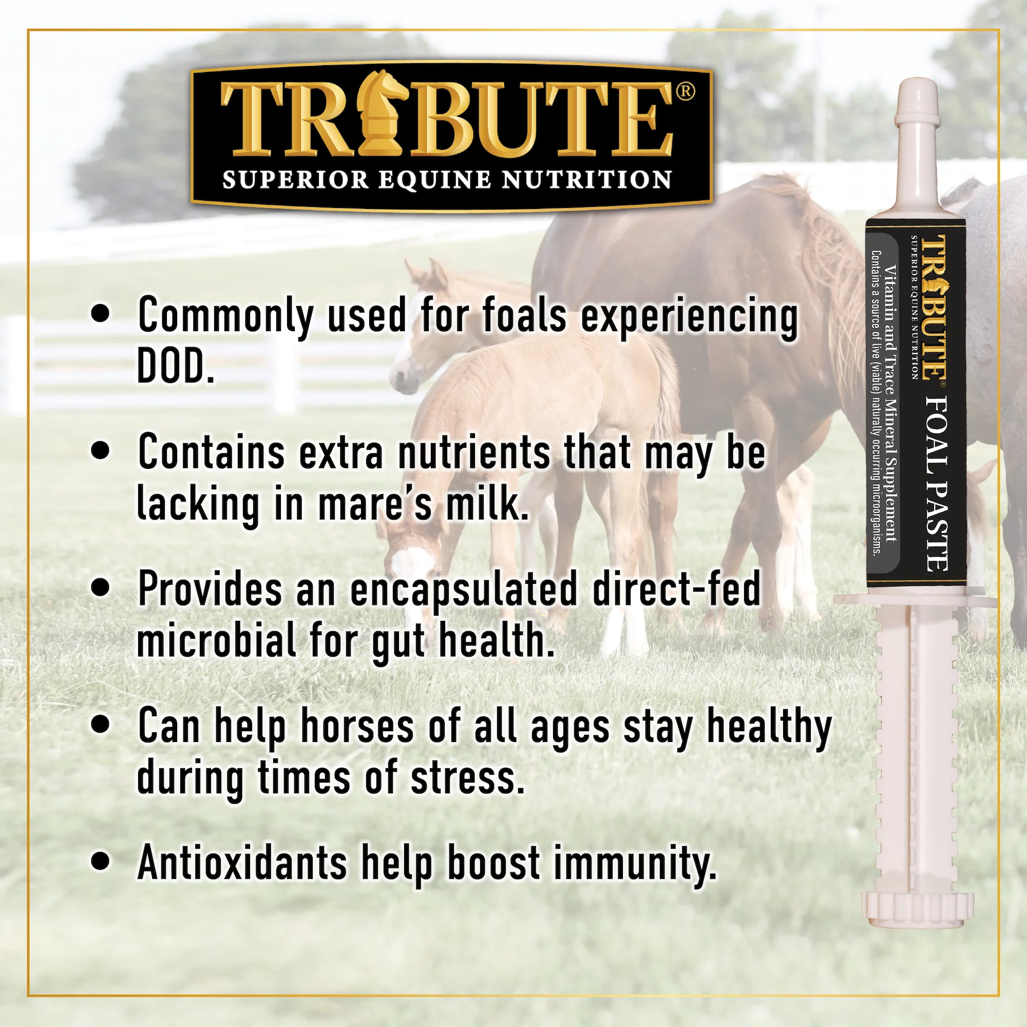 Foal Paste, Nutrient & Probiotic-Packed Supplement - Image 3
