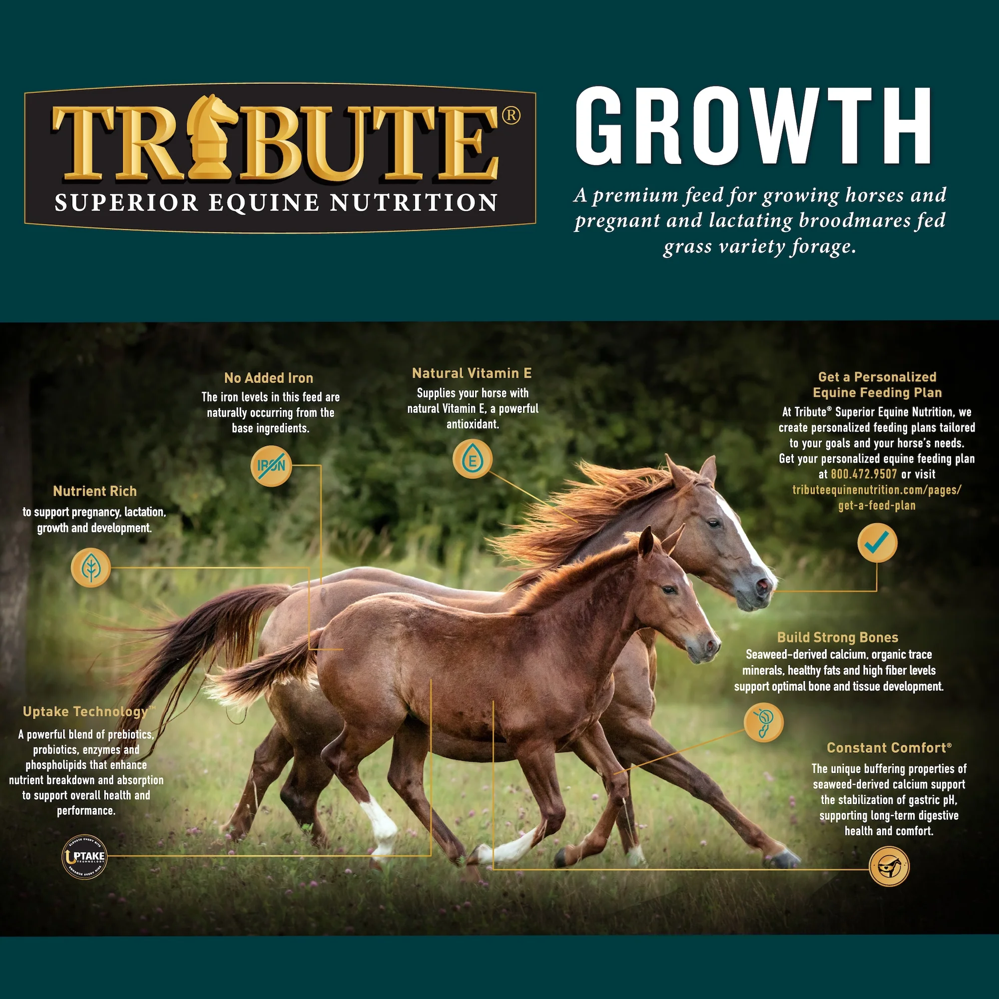 Growth Textured, Mare & Foal Feed - Image 5