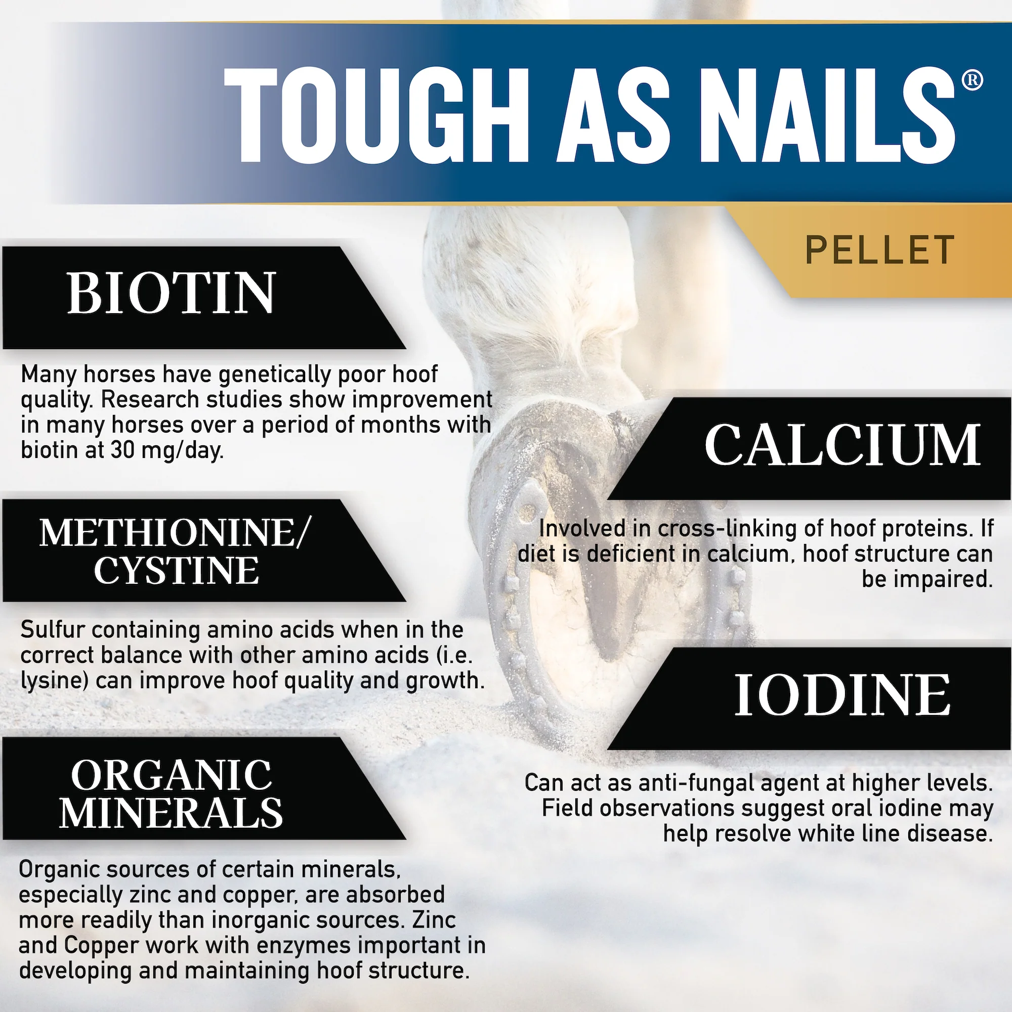 Tough As Nails®, Hoof Supplement for Horses - Image 5